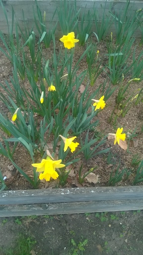 Daffodils 2