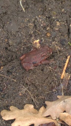 Frog 3